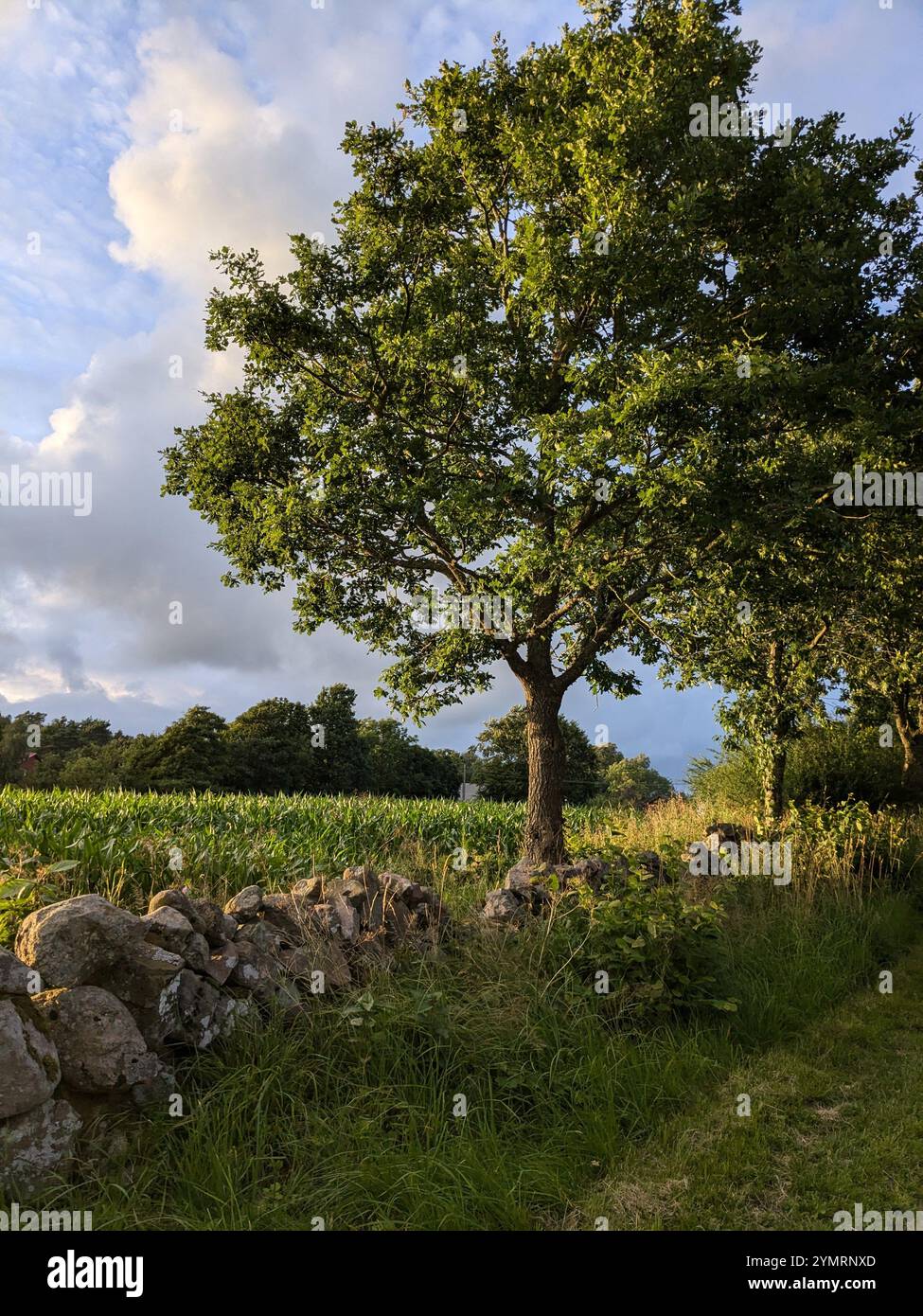 Trees alongside a road. sunny day - Smartphone Captured Stock Image