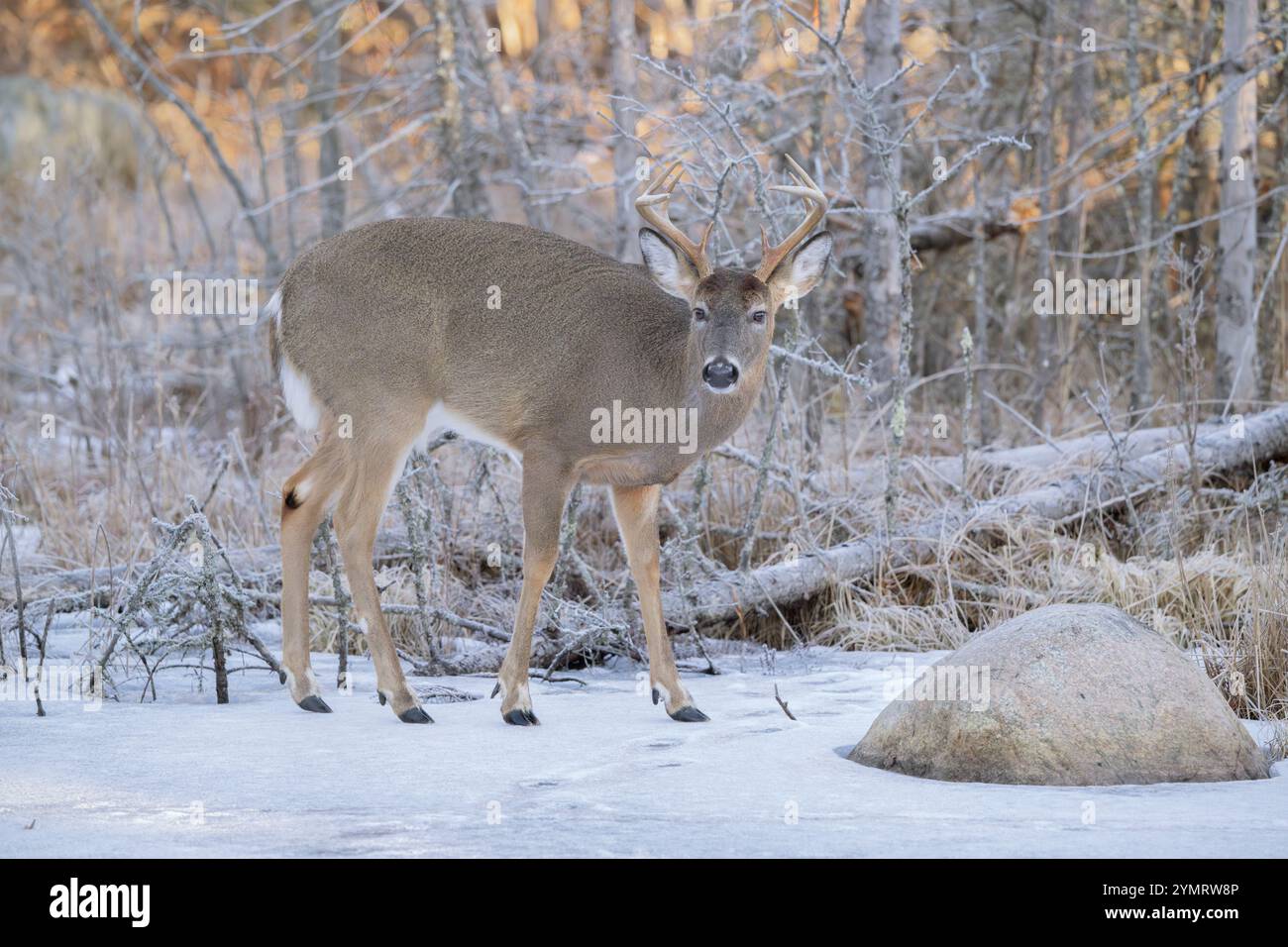 White-tailed Deer (Odocoileus virginianus).  Mature Buck on an icy beaver pond.  February in Acadia National Park, Maine, USA. Stock Photo