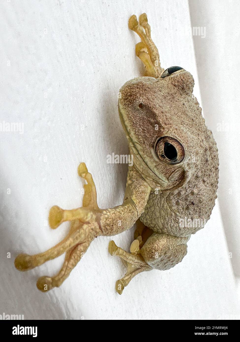 Cuban Treefrog (Osteopilus septentrionalis) - Smartphone Captured Stock Image