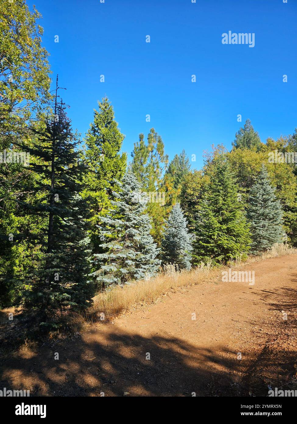 'Peaceful forest scene with a dirt trail, vibrant green and blue spruce trees, and a clear blue sky. Perfect for themes of nature, tranquility, and ou - Smartphone Captured Stock Image