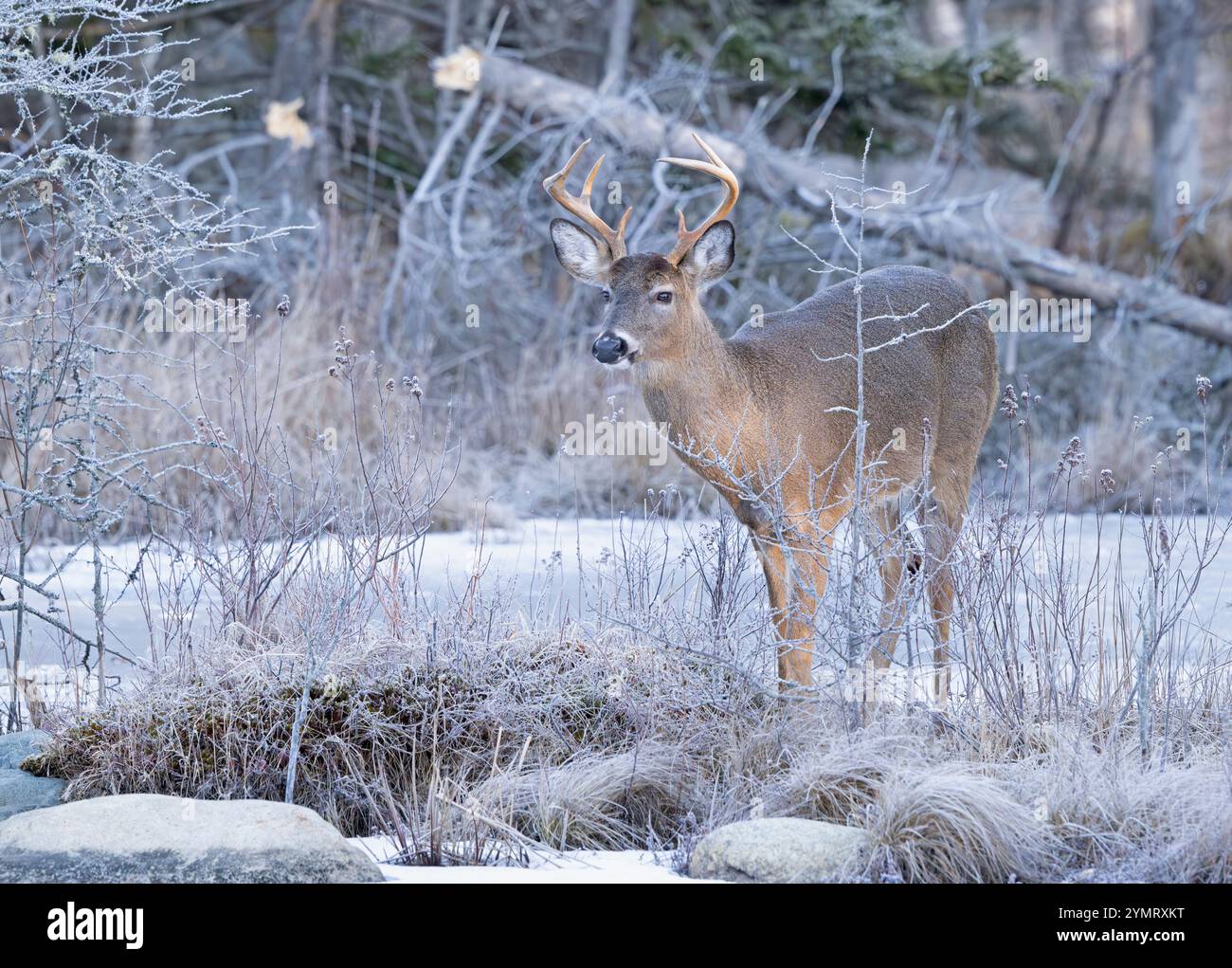 White-tailed Deer (Odocoileus virginianus).  Mature Buck on an icy beaver pond.  February in Acadia National Park, Maine, USA. Stock Photo