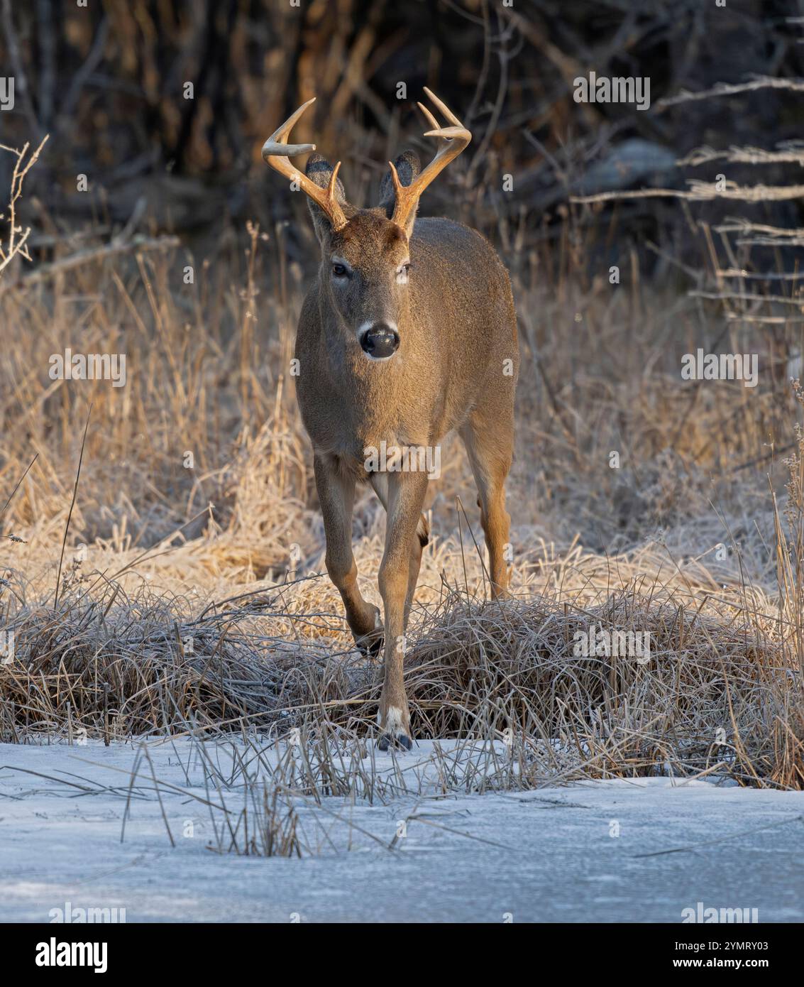 White-tailed Deer (Odocoileus virginianus).  Mature Buck on an icy beaver pond.  February sunrise in Acadia National Park, Maine, USA. Stock Photo