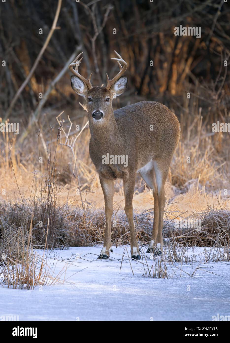 White-tailed Deer (Odocoileus virginianus).  Mature Buck on an icy beaver pond.  February in Acadia National Park, Maine, USA. Stock Photo