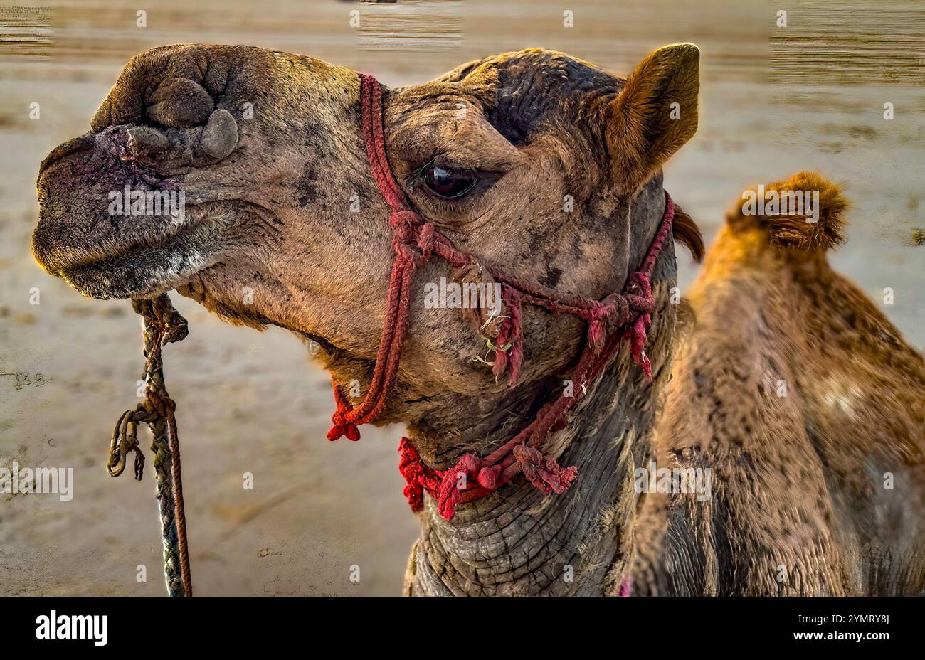 Portrait of a camel wearing a red halter, highlighting its textured skin and calm demeanor in a desert setting Stock Photo