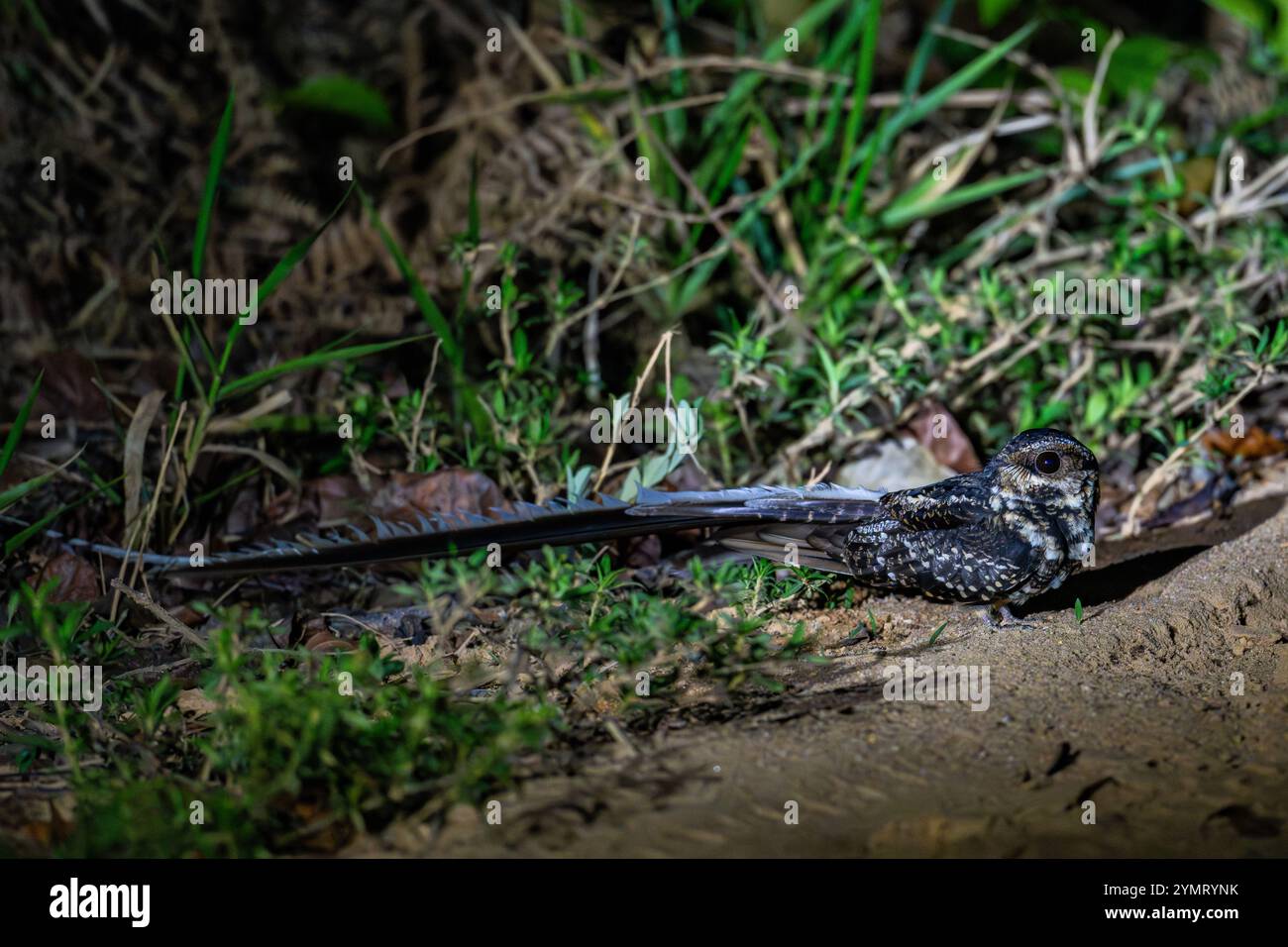 A Long-trained Nightjar (Macropsalis forcipata) sitting on ground at night. Espírito Santo, Brazil. Stock Photo