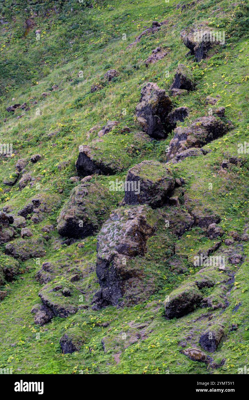 Moss on lava rock.  Seen at Reynisfjara Viewpoint, Kirkjufjara Beach, Dyrhólaey. Vik, Iceland Stock Photo