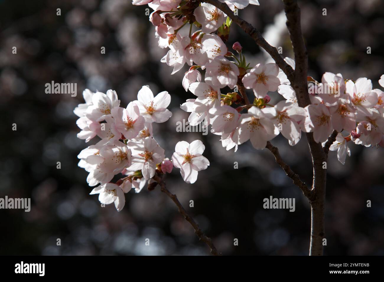 Cherry trees in sun hi-res stock photography and images - Alamy