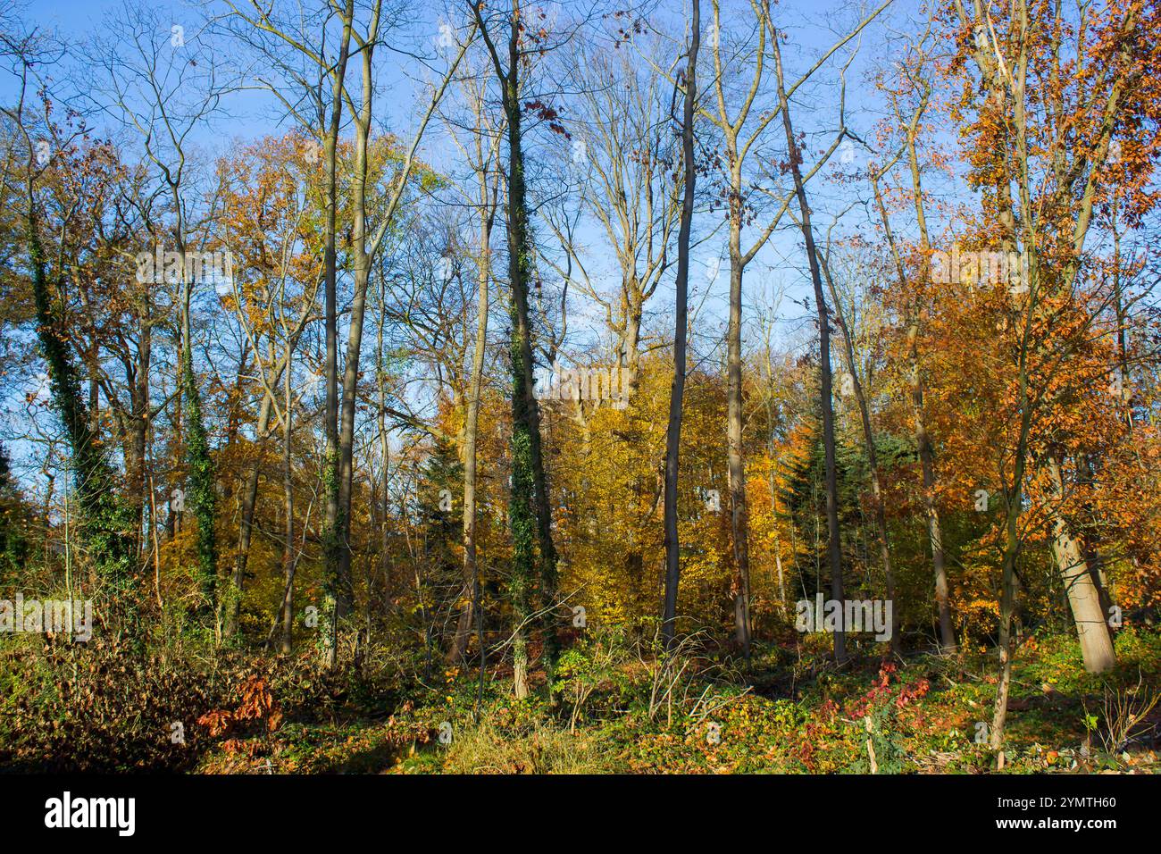 November landscape hi-res stock photography and images - Alamy