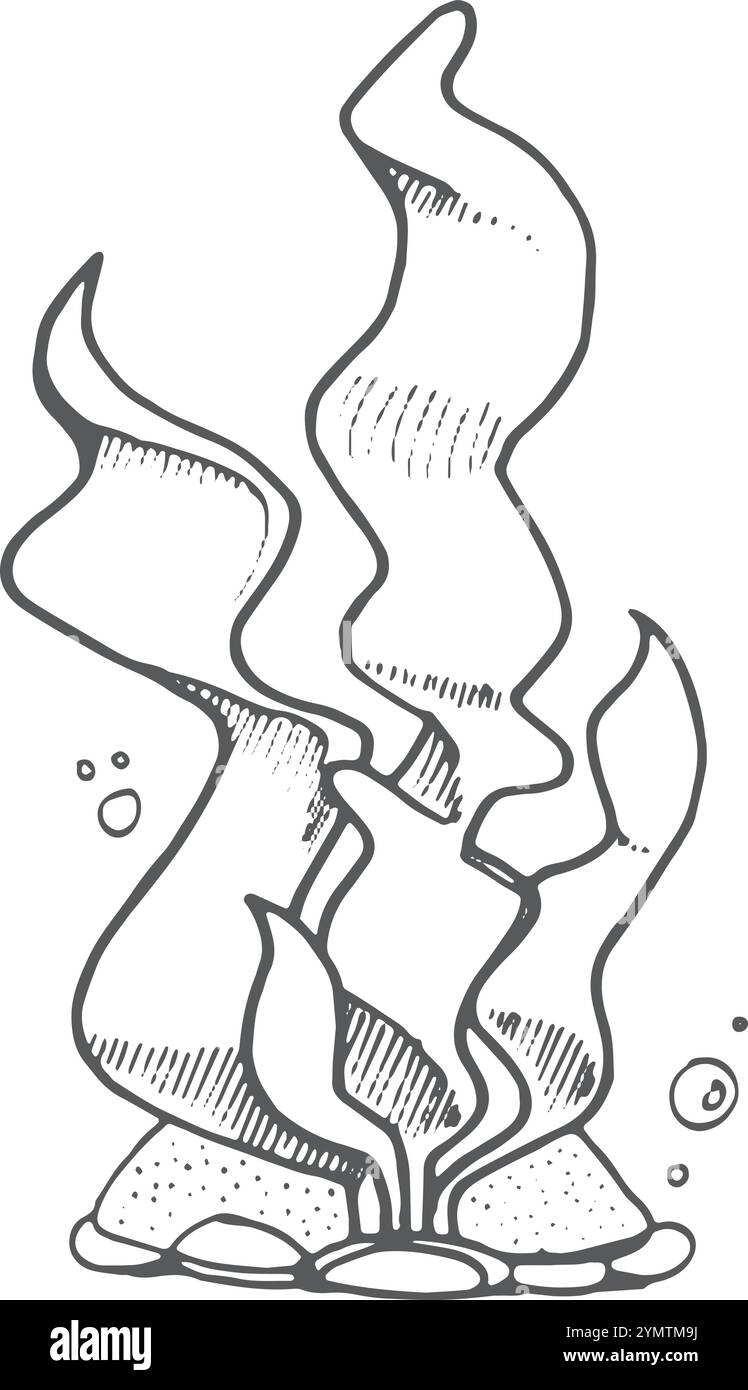 Seaweed algae doodle vector Black and White Stock Photos & Images - Alamy