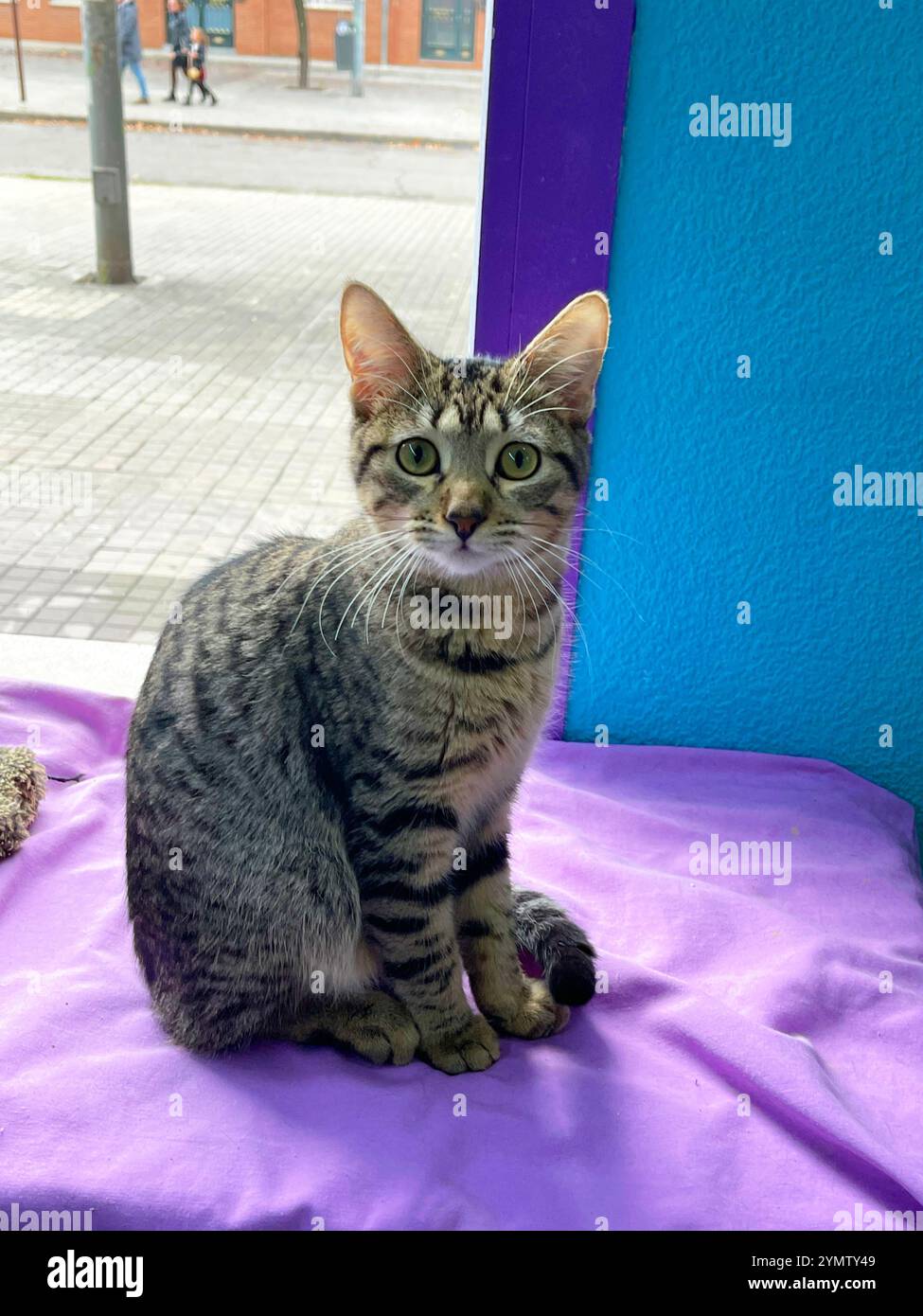 Tabby kitten sitting. - Smartphone Captured Stock Image