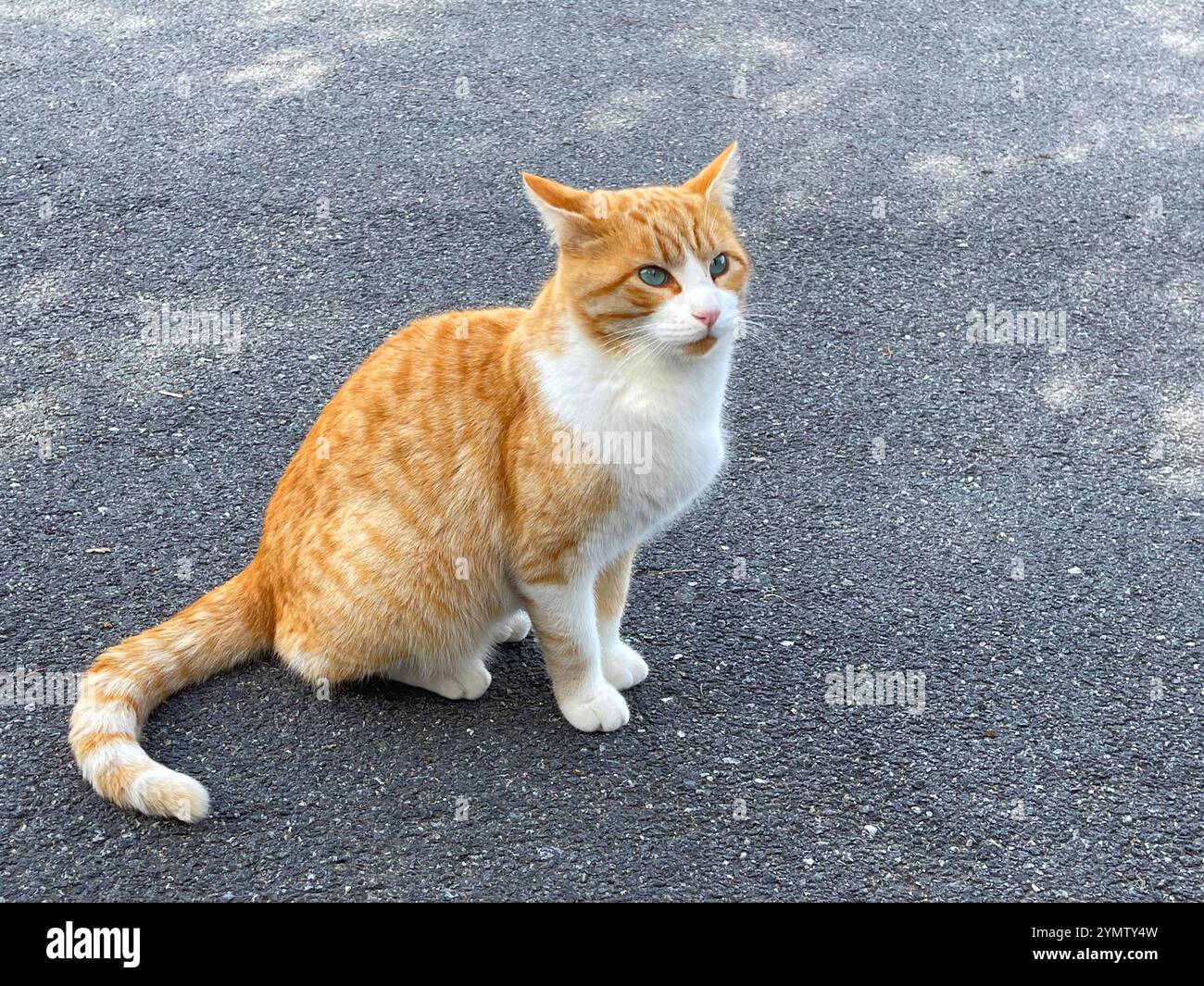 Tabby and white cat sitting. - Smartphone Captured Stock Image