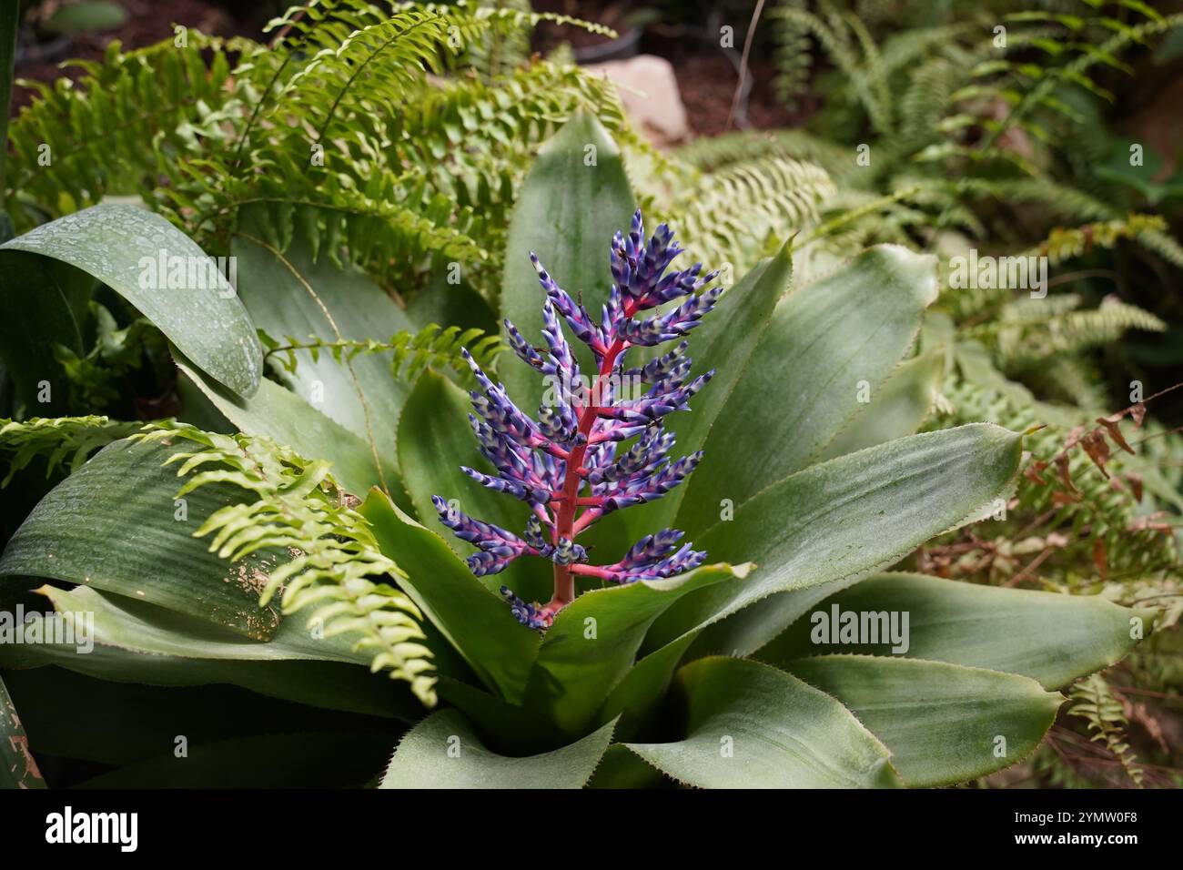 Aechmea Blue Rain or Aechmea Blue Tango flower is a species of ...