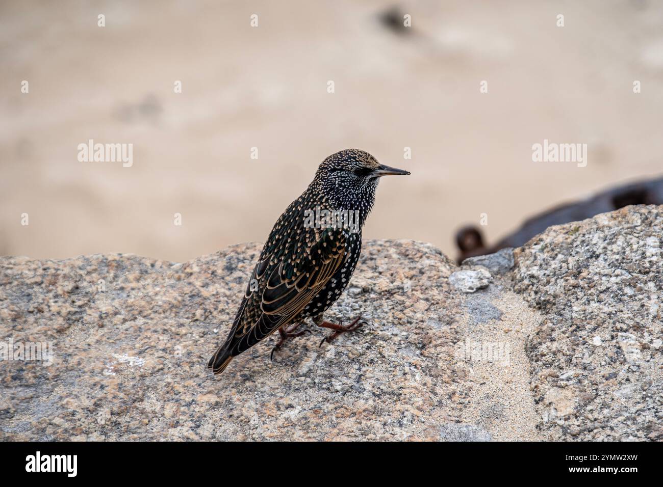 Blue green sheen on wings hi-res stock photography and images - Alamy