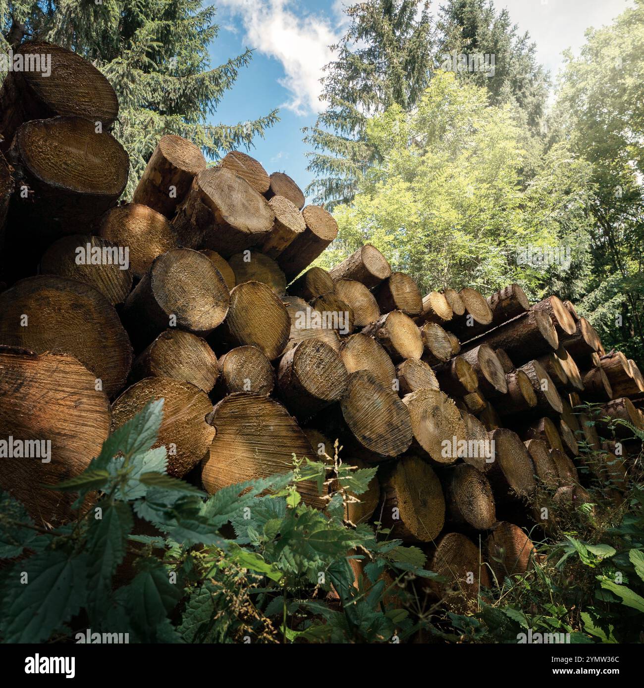 Forest tree felling hi-res stock photography and images - Page 4 