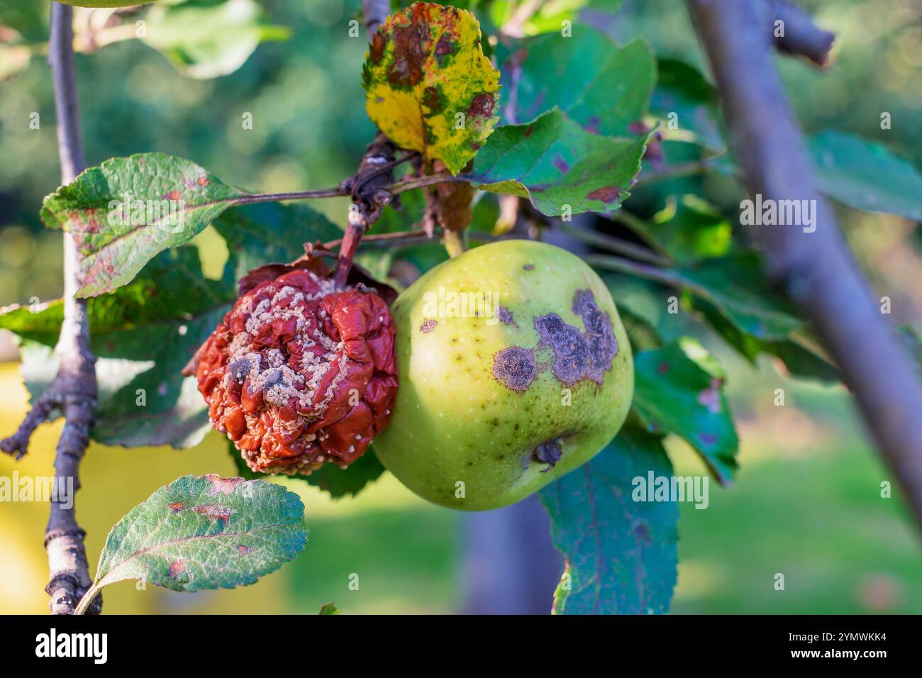 Apple tree disease. The fruit rots on the tree Stock Photo Alamy