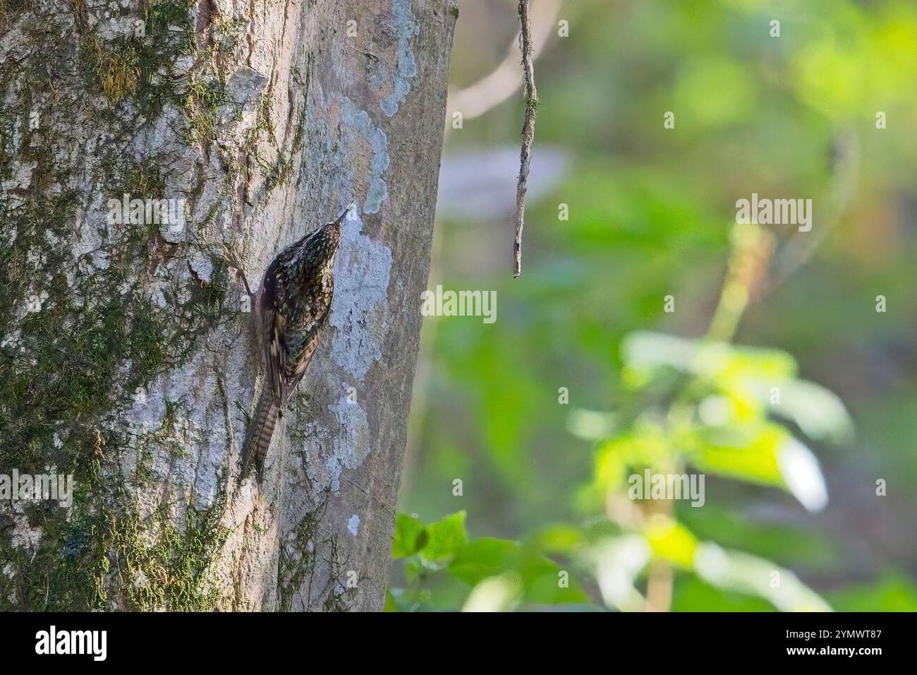 Bar-tailed Treecreeper or Himalayan Tree-creeper (Certhia himalayana) heading up a tree trunk, Nainital area, Uttarakhand, India. Stock Photo