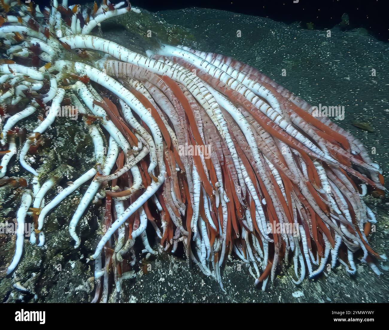 Giant Tube Worms Riftia pachyptila Siboglinidae in Hydrothermal vent Deep Sea Exploration 2025. Riftia pachyptila, known as the giant tube worm Stock Photo