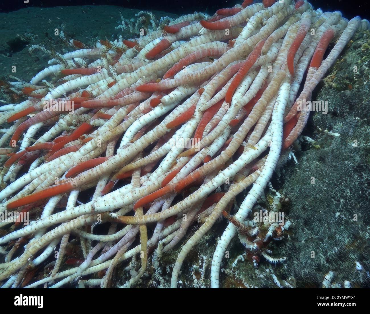 Giant Tube Worms Riftia Pachyptila Siboglinidae In Hydrothermal Vent Giant Tube Worms Riftia Pachyptila Siboglinidae In Hydrothermal Vent Deep Sea Exploration 2025 Riftia Pachyptila Known As The Giant Tube Worm 2YMWYX4