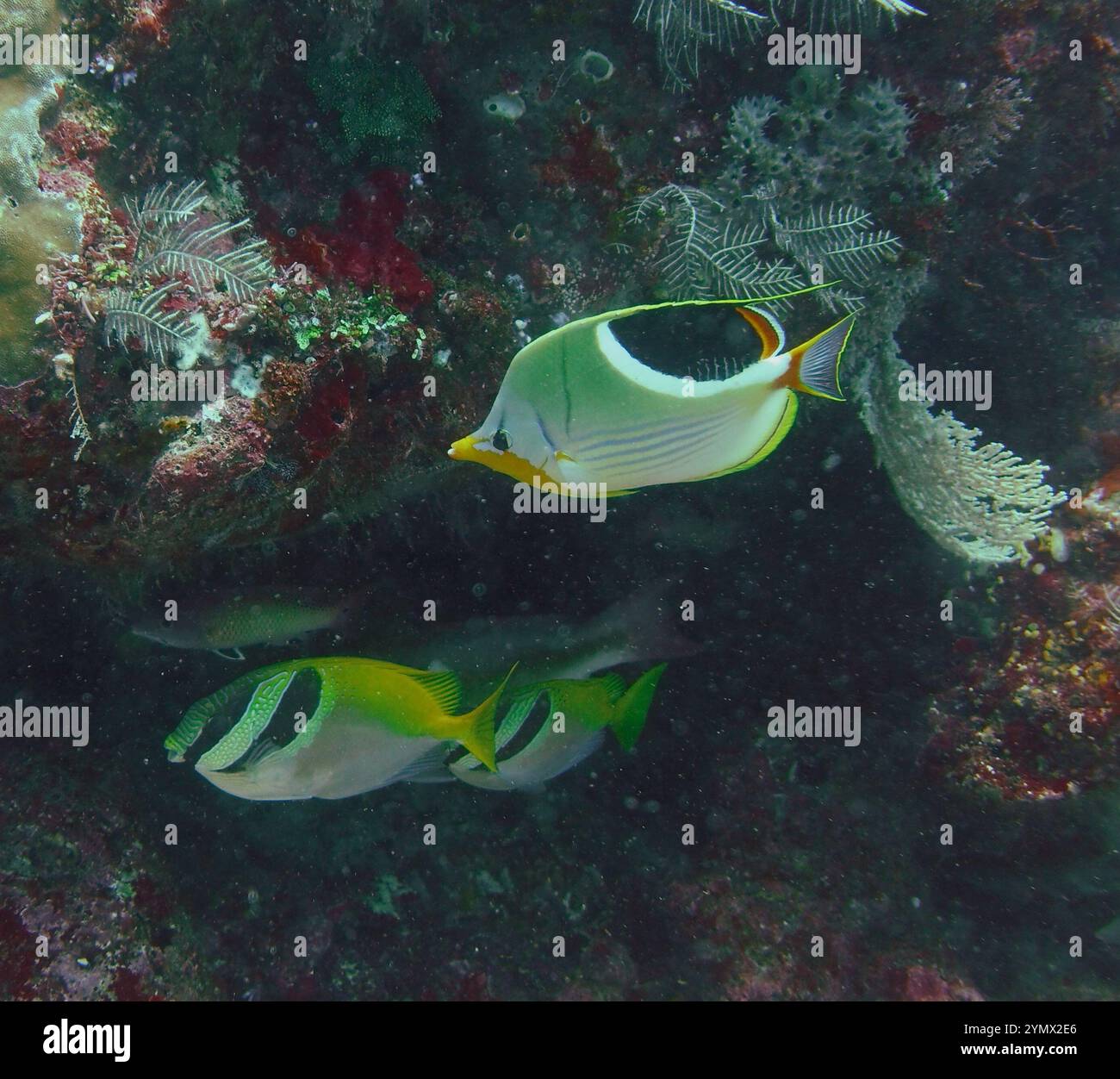 Rabbitfishes or spinefoots, genus Siganus Deep Sea Exploration 2025 ...