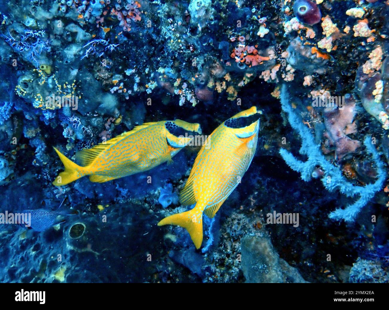 Rabbitfishes or spinefoots, genus Siganus Deep Sea Exploration 2025 ...
