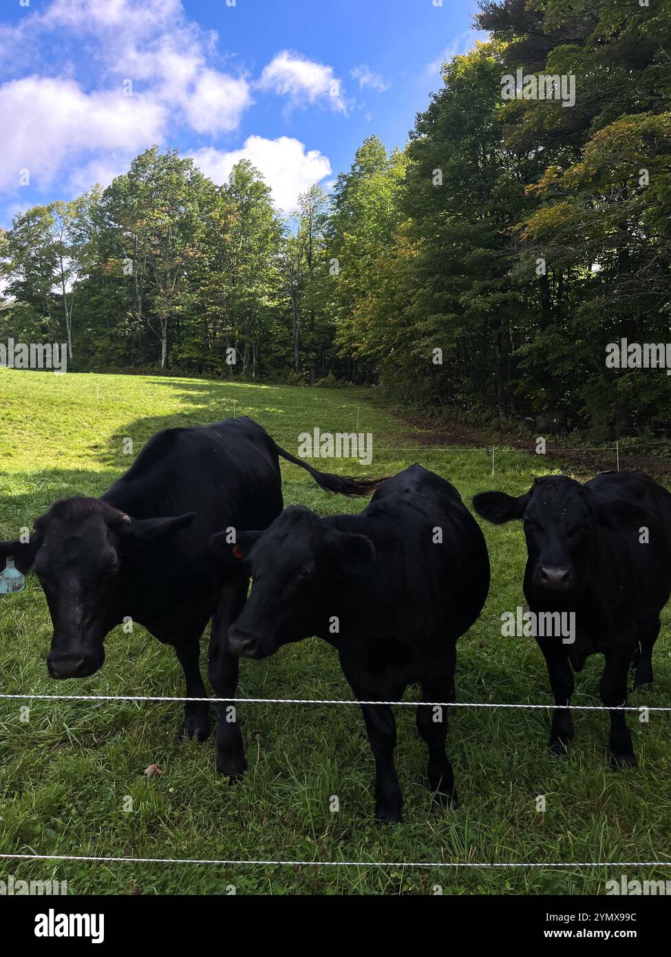 Three Black Cows In Green Pasture During Summer - Smartphone Captured Stock Image