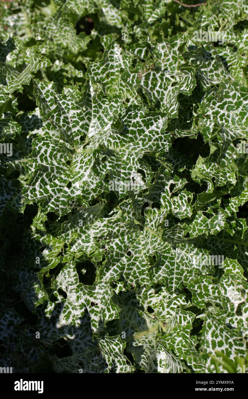 Marian Thistle, Mary Thistle, Saint Mary's Thistle, Mediterranean Milk Thistle, Variegated Thistle or Scotch Thistle, Silybum marianum, Asteraceae. Stock Photo