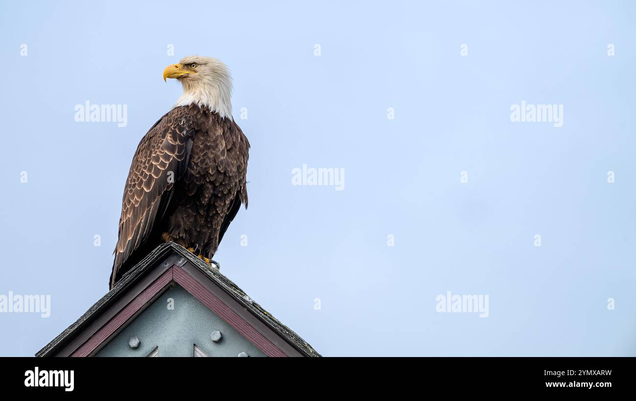 Majestic Bald Eagle on top of the world Stock Photo - Alamy