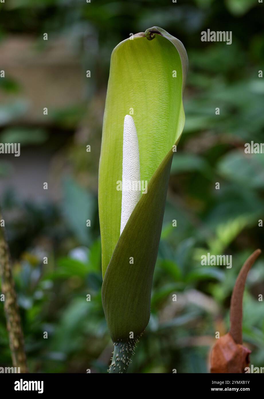 Amorphophallus difformis hi-res stock photography and images - Alamy