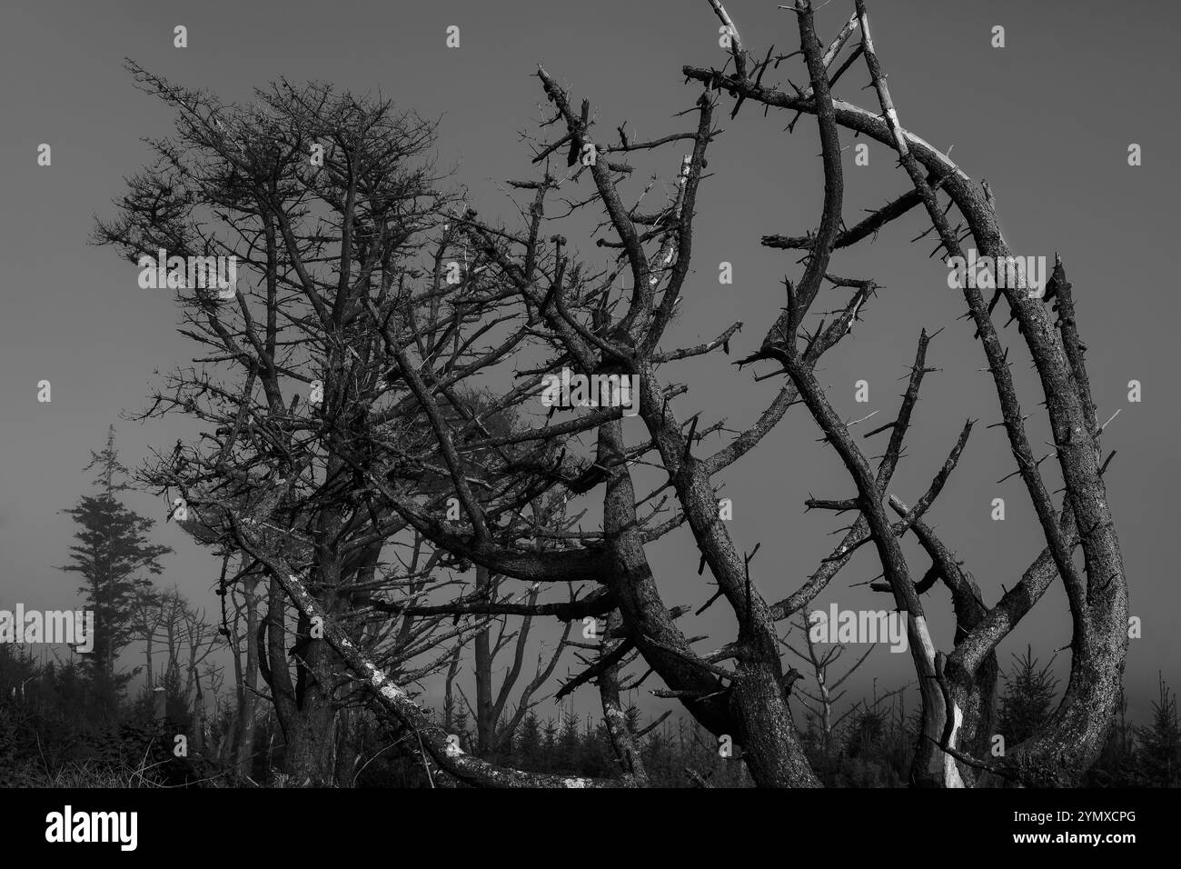 Mysterious fog envelops twisted trees in a forest landscape during ...