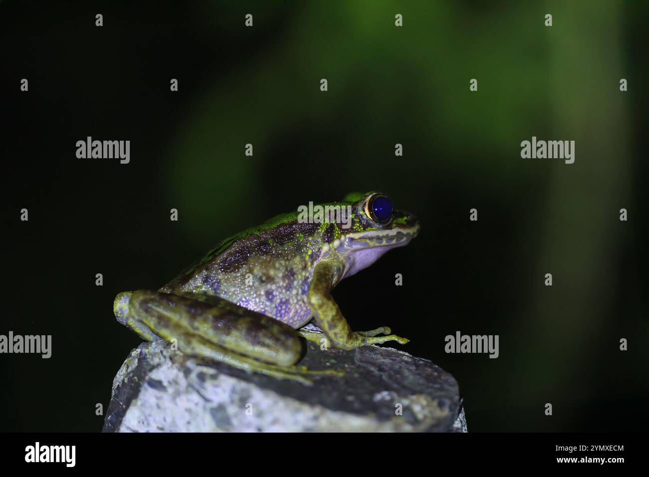 Bright green tree frog on a rock hi-res stock photography and images ...
