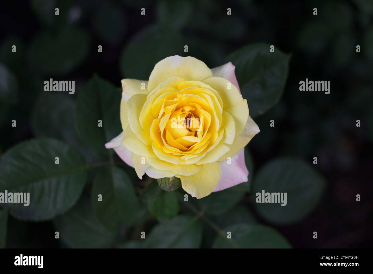 Blossoming yellow rose hi-res stock photography and images - Alamy