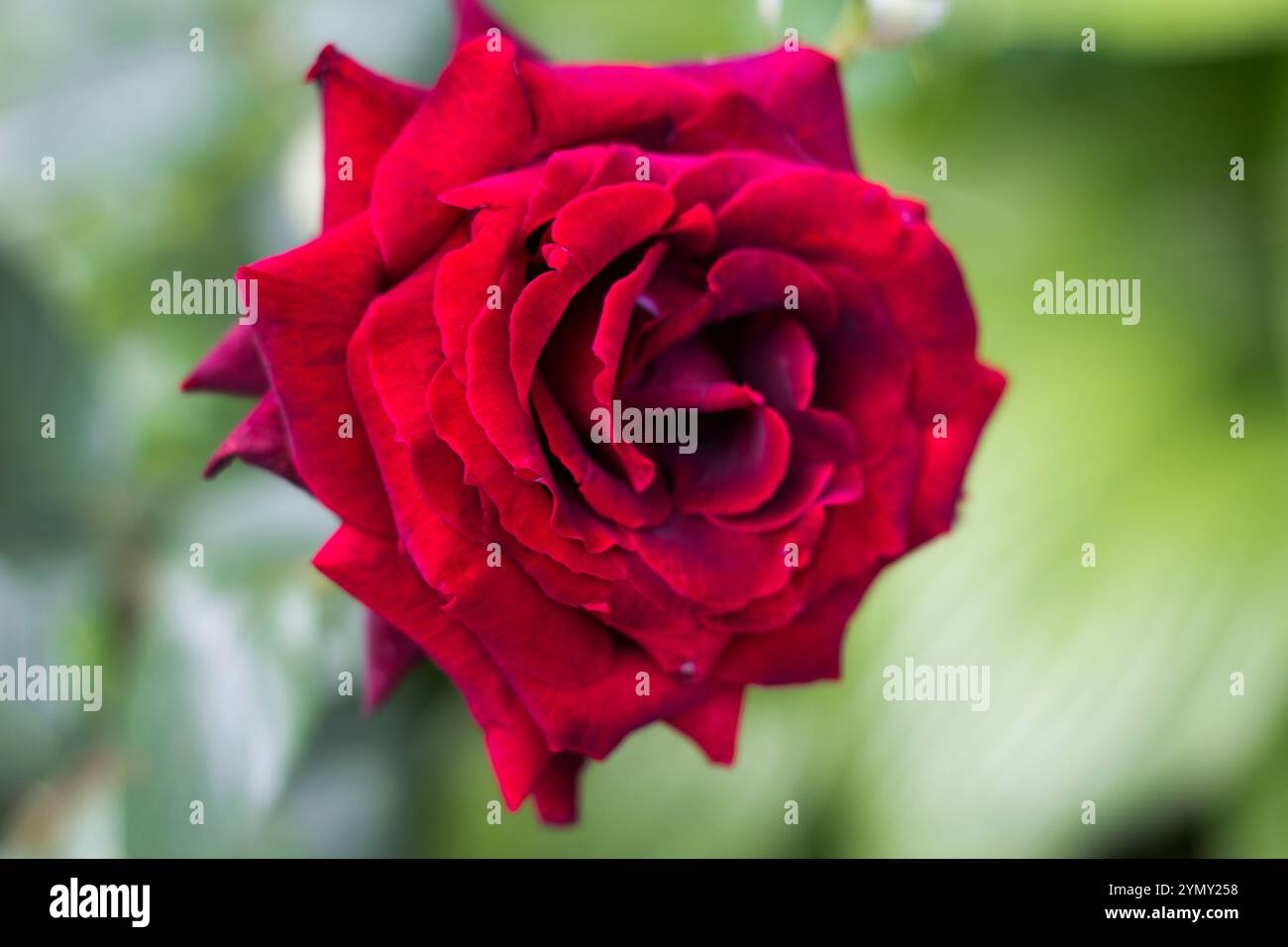 Green how rose hi-res stock photography and images - Alamy