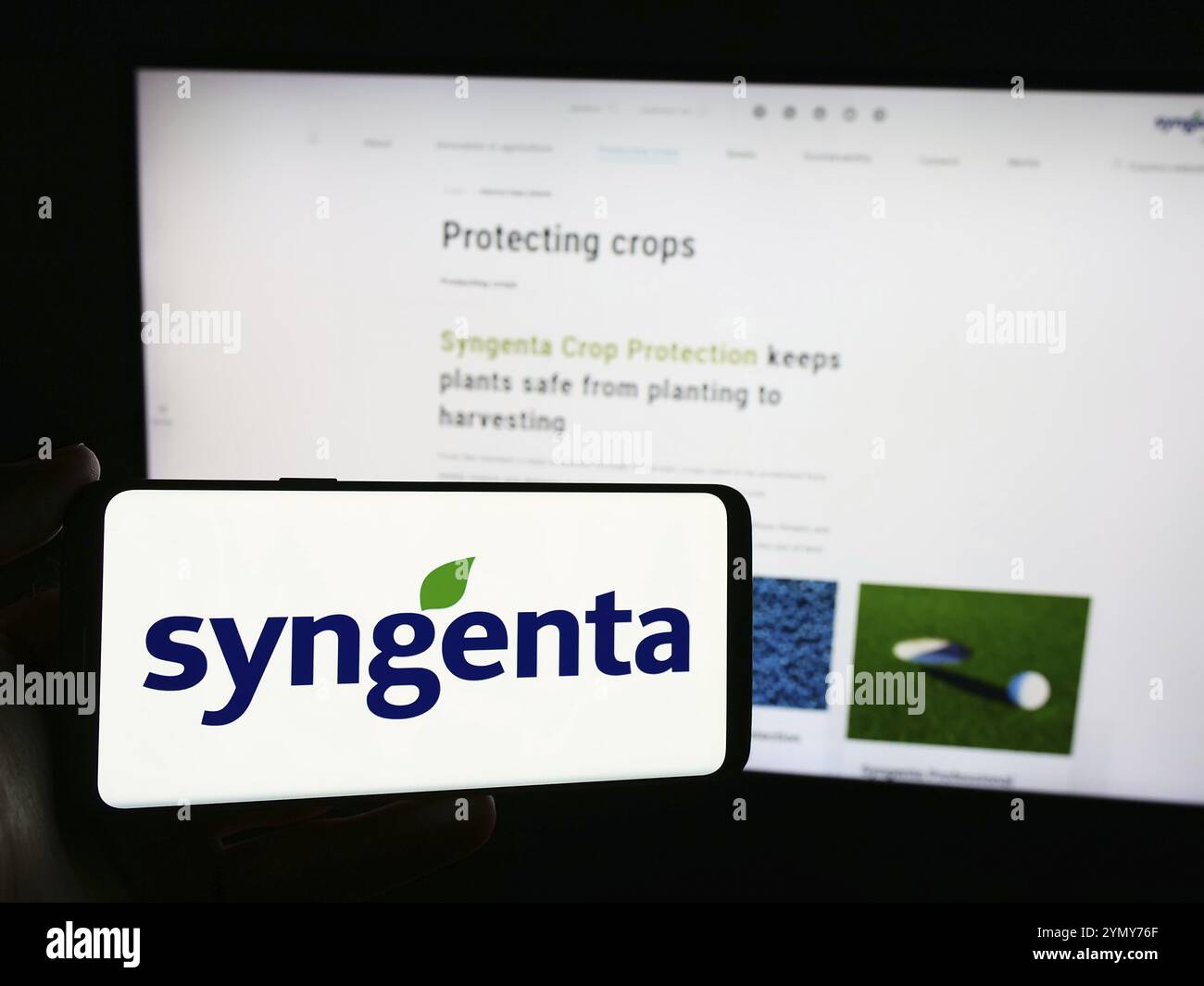 Stuttgart, Germany, 06-24-2024: Person holding mobile phone with logo of Swiss agritech company Syngenta Crop Protection AG in front of business web p Stock Photo