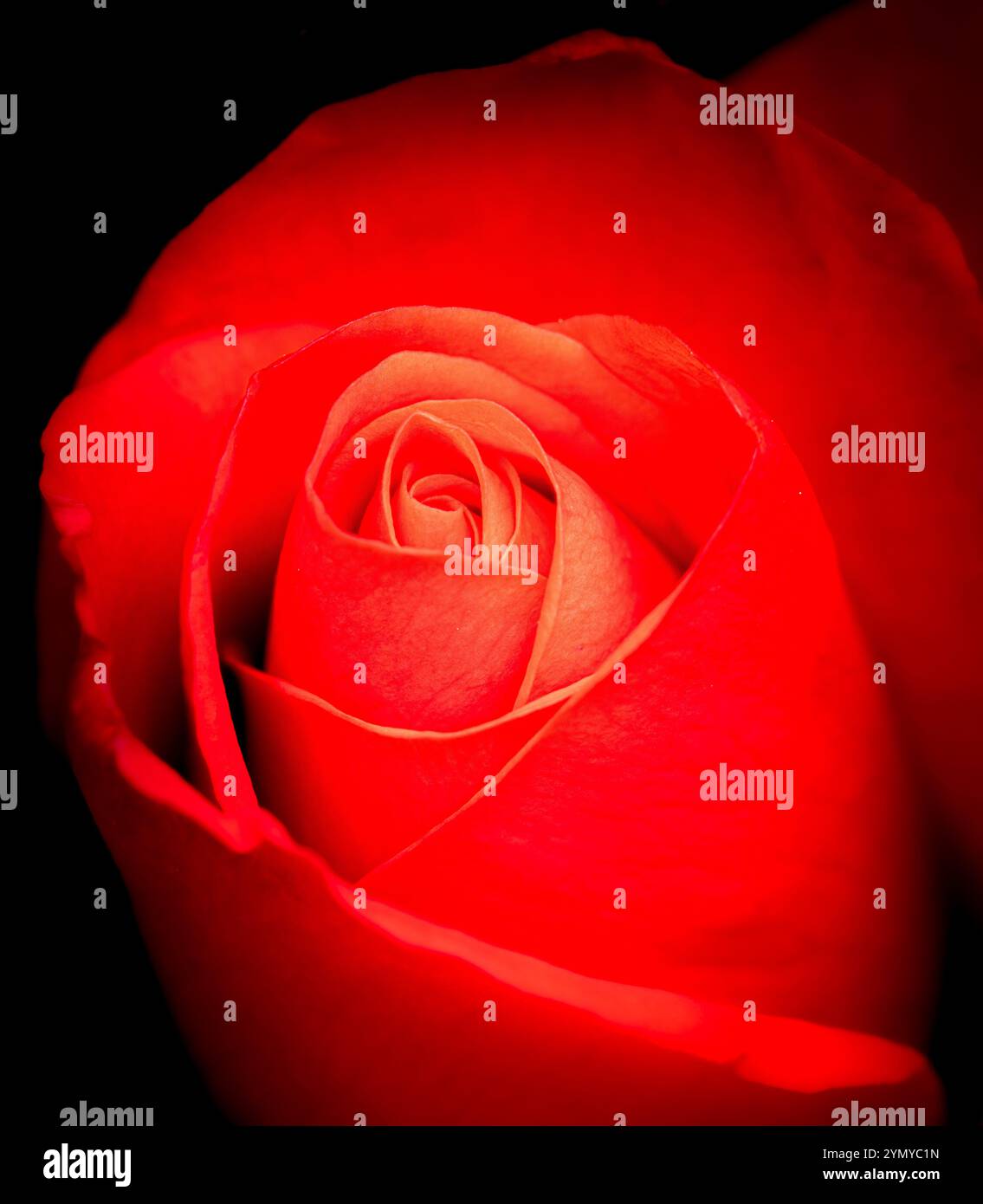 Spectacular rose blooms hi-res stock photography and images - Alamy