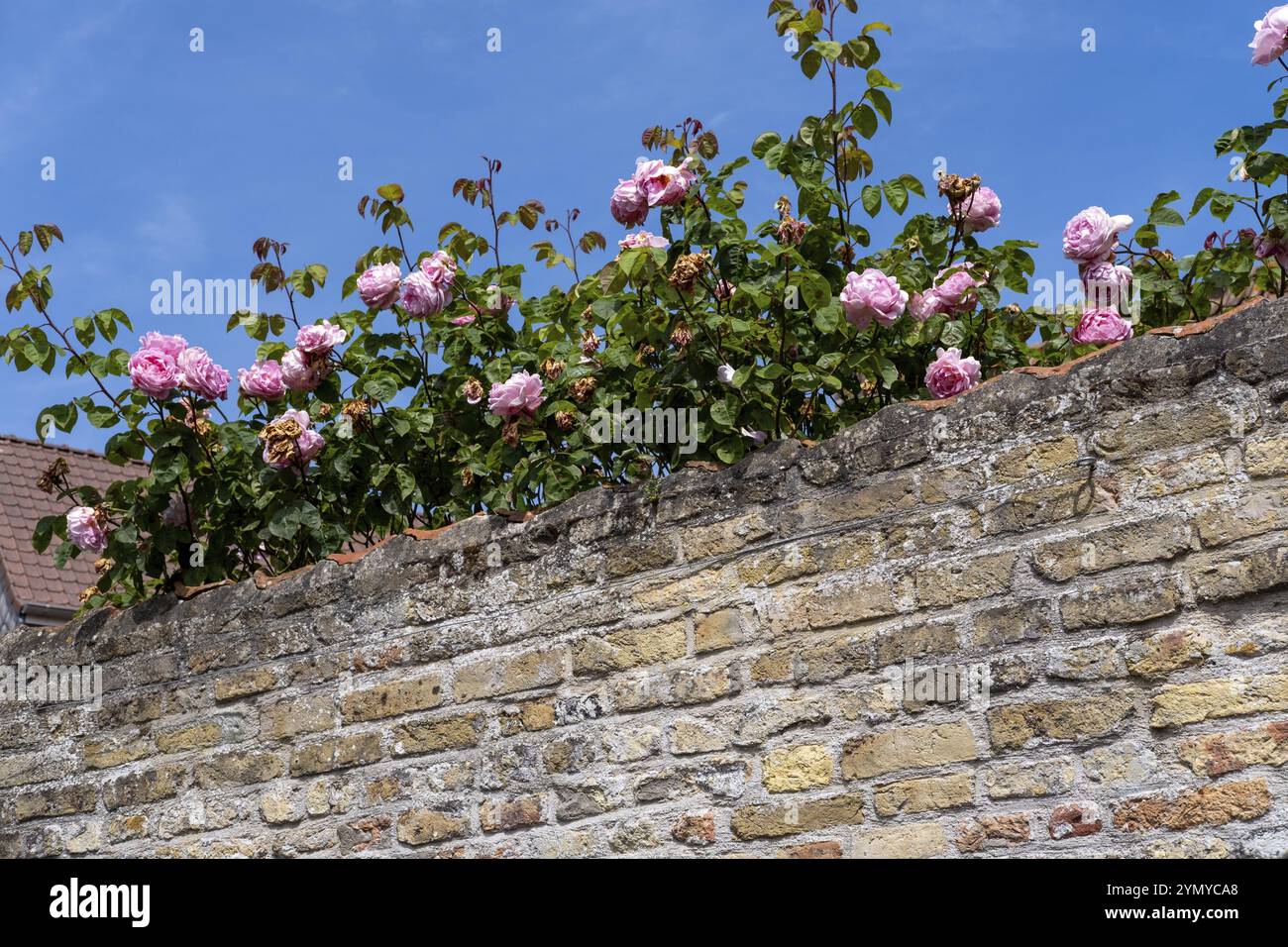 Climbing roses on a stone wall Stock Photo