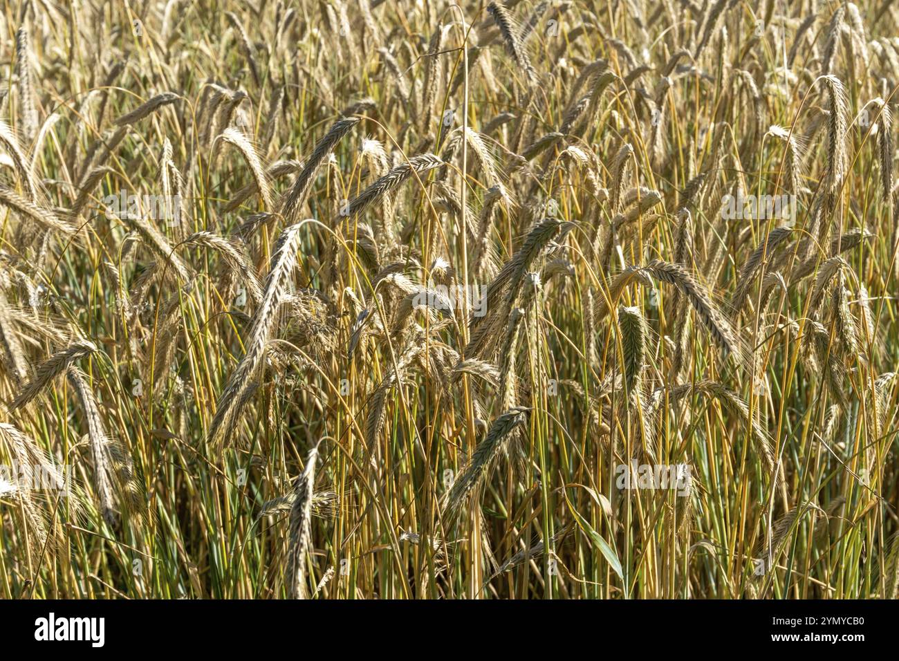 Harvest cereal cereals hi-res stock photography and images - Alamy