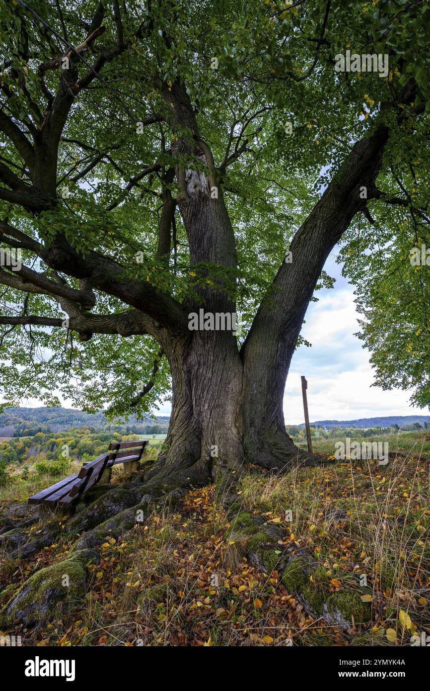 Old lime tree in Saxon Switzerland 1 Stock Photo - Alamy