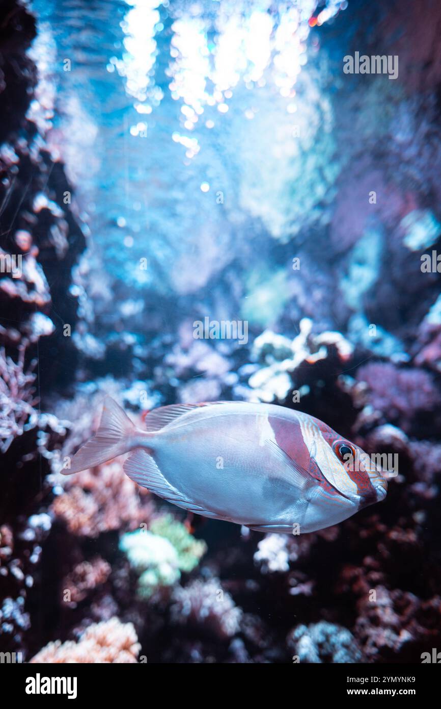 Beautiful fish among algae and rocks. The underwater world in the ...