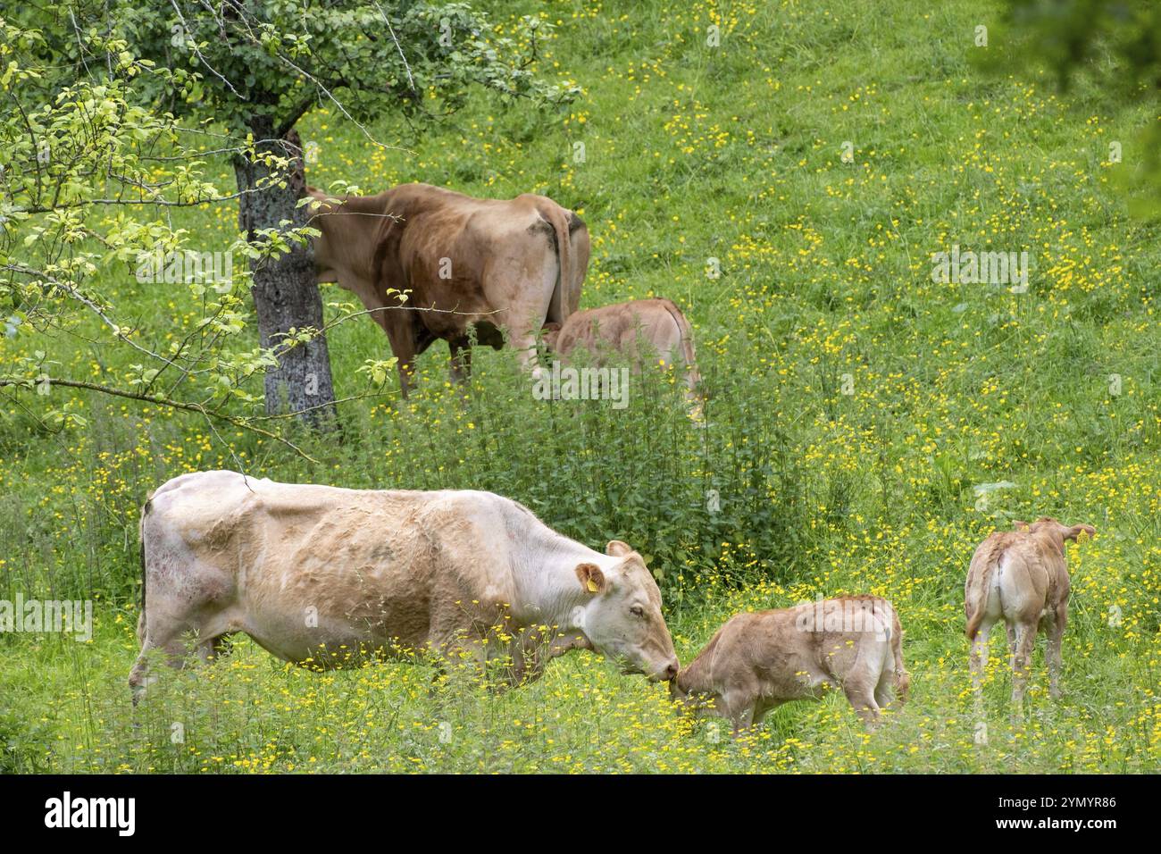 Cow and calves in a flower meadow Stock Photo - Alamy