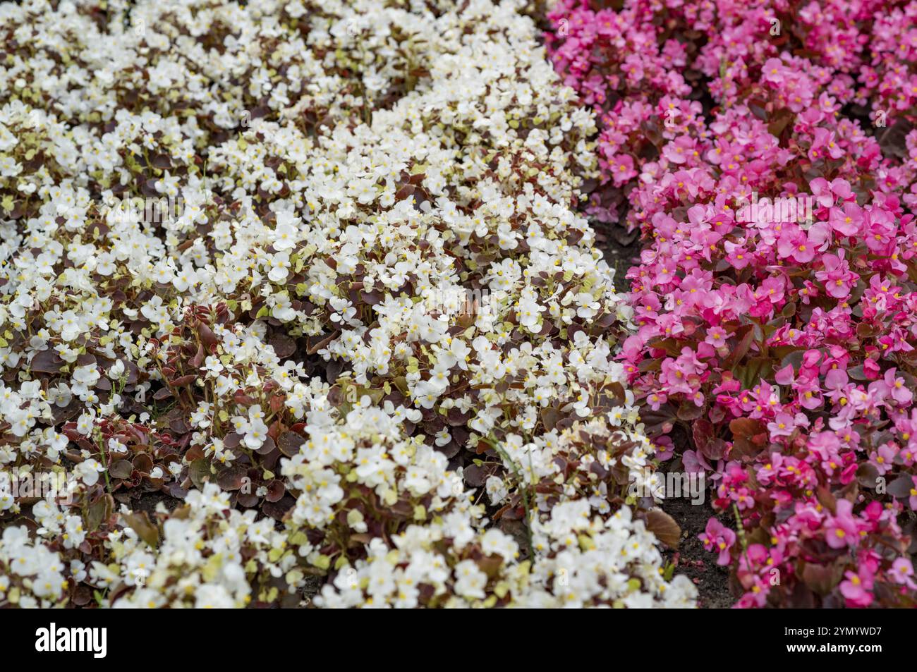 Air bedding hi-res stock photography and images - Alamy