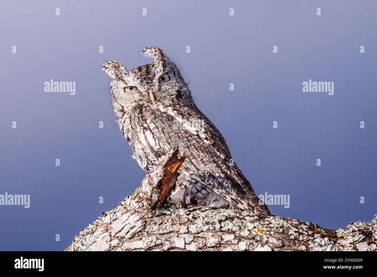 Captive Eastern Screech-Owl, Megascops asio, from the 