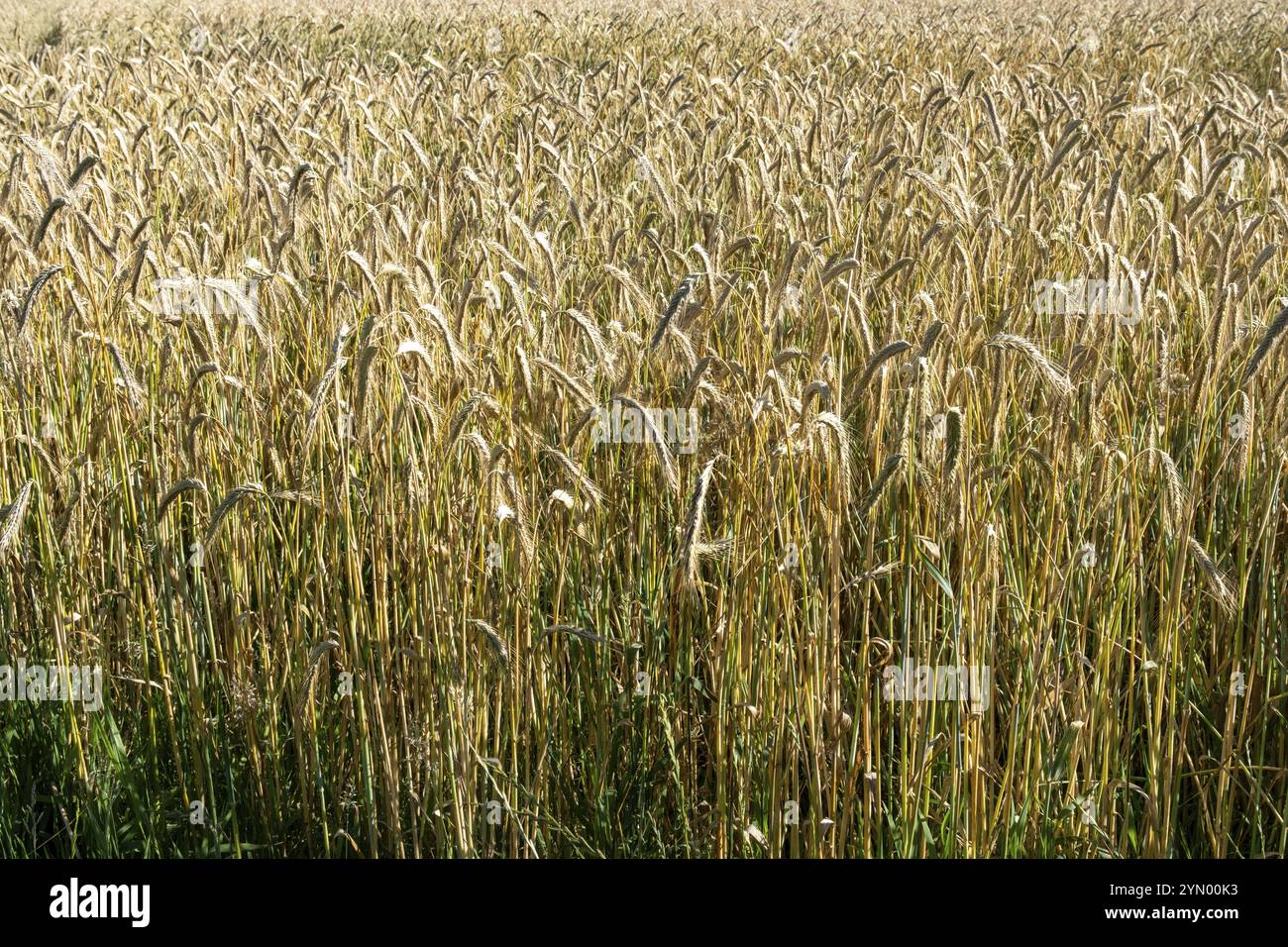 Harvest cereal cereals hi-res stock photography and images - Alamy