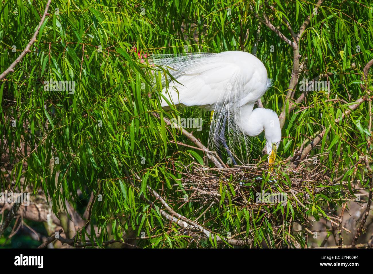 Great Egret at The Rookery at Smith Oaks in High Island, Texas, during ...