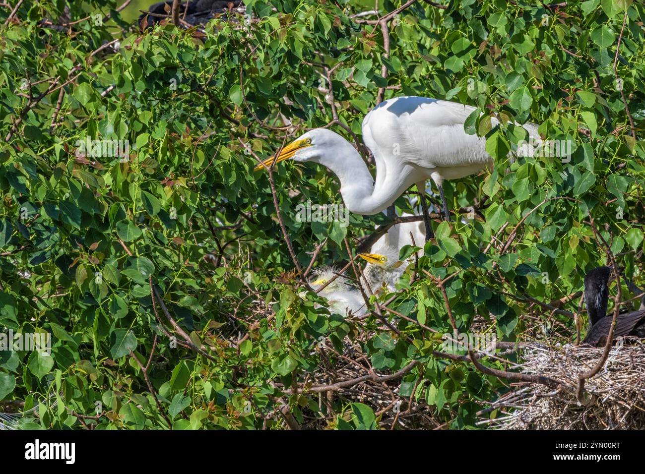Great Egret with chicks at The Rookery at Smith Oaks in High Island ...