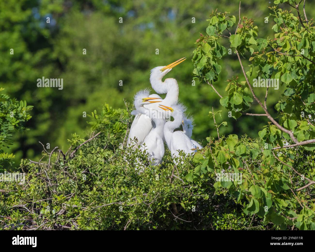 Great Egret with chicks at The Rookery at Smith Oaks in High Island ...