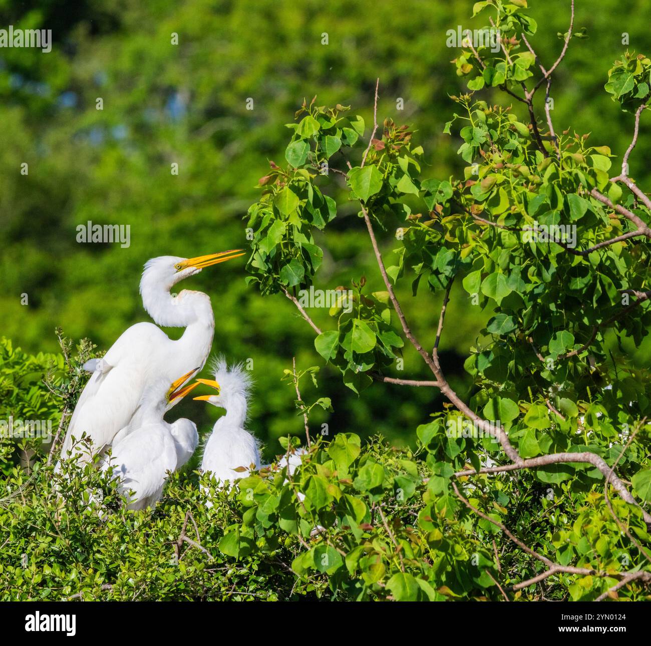 Great Egret with chicks at The Rookery at Smith Oaks in High Island ...