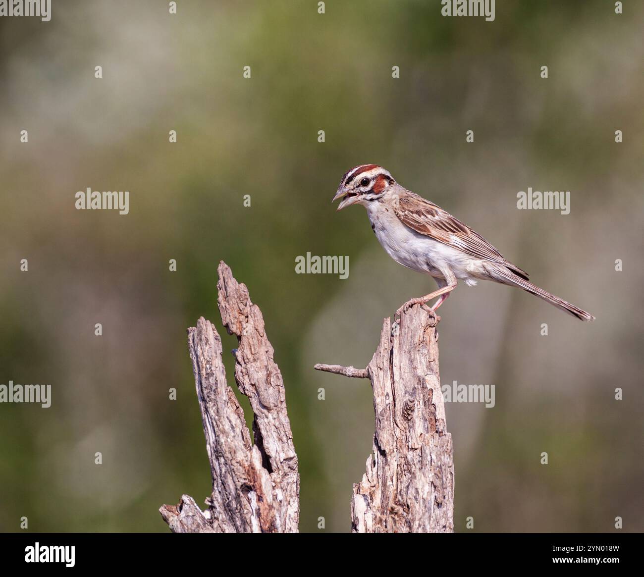 Lark Sparrow, Chondestes grammacus, a fairly large sparrow and the only member of the genus Chondestes, trying to keep cool on a ranch in South Texas. Stock Photo