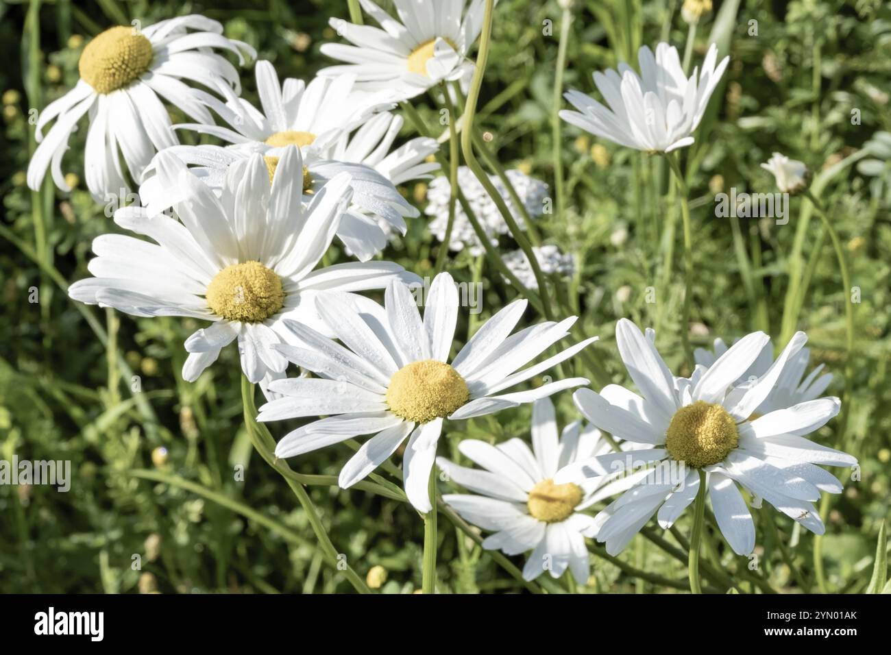 White flowers yellow center hi-res stock photography and images - Alamy