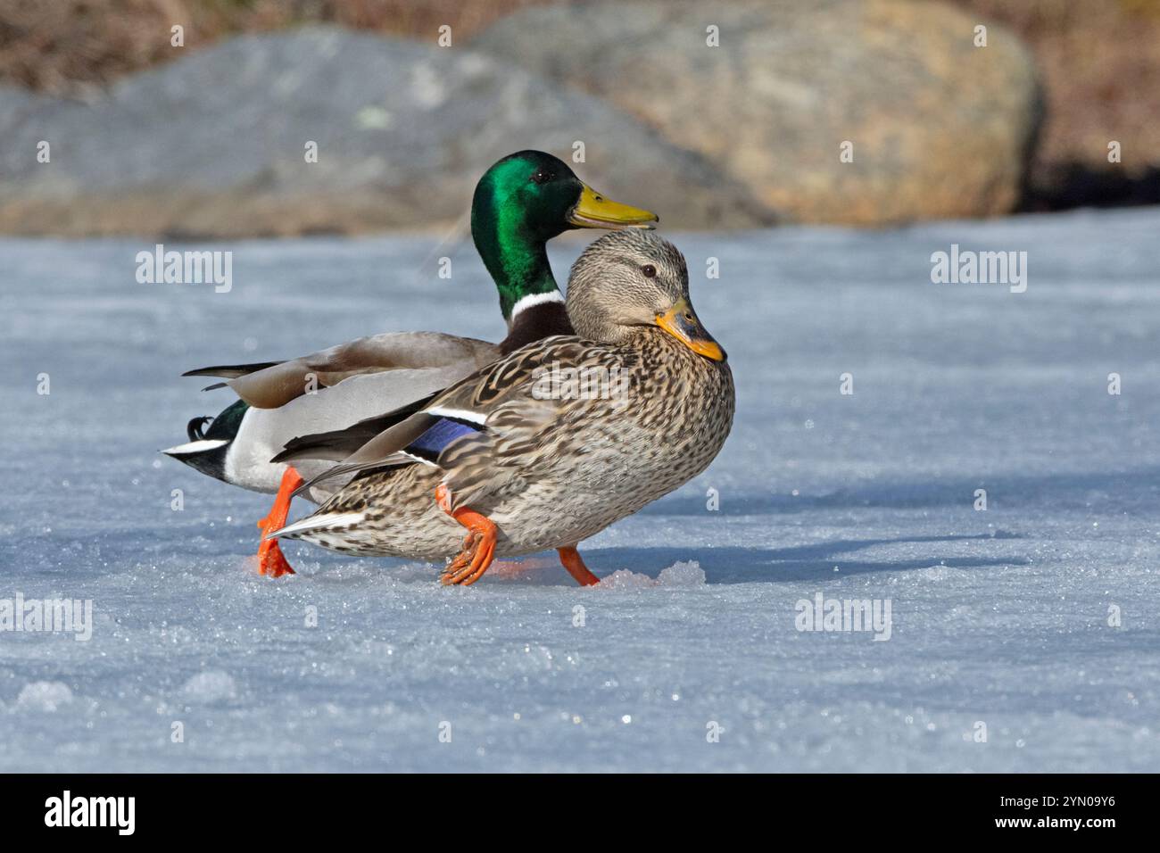 Mallard (Anas platyrhynchos) couple on snow-covered pond.  Early Spring in Acadia National Park, Maine, USA. Stock Photo