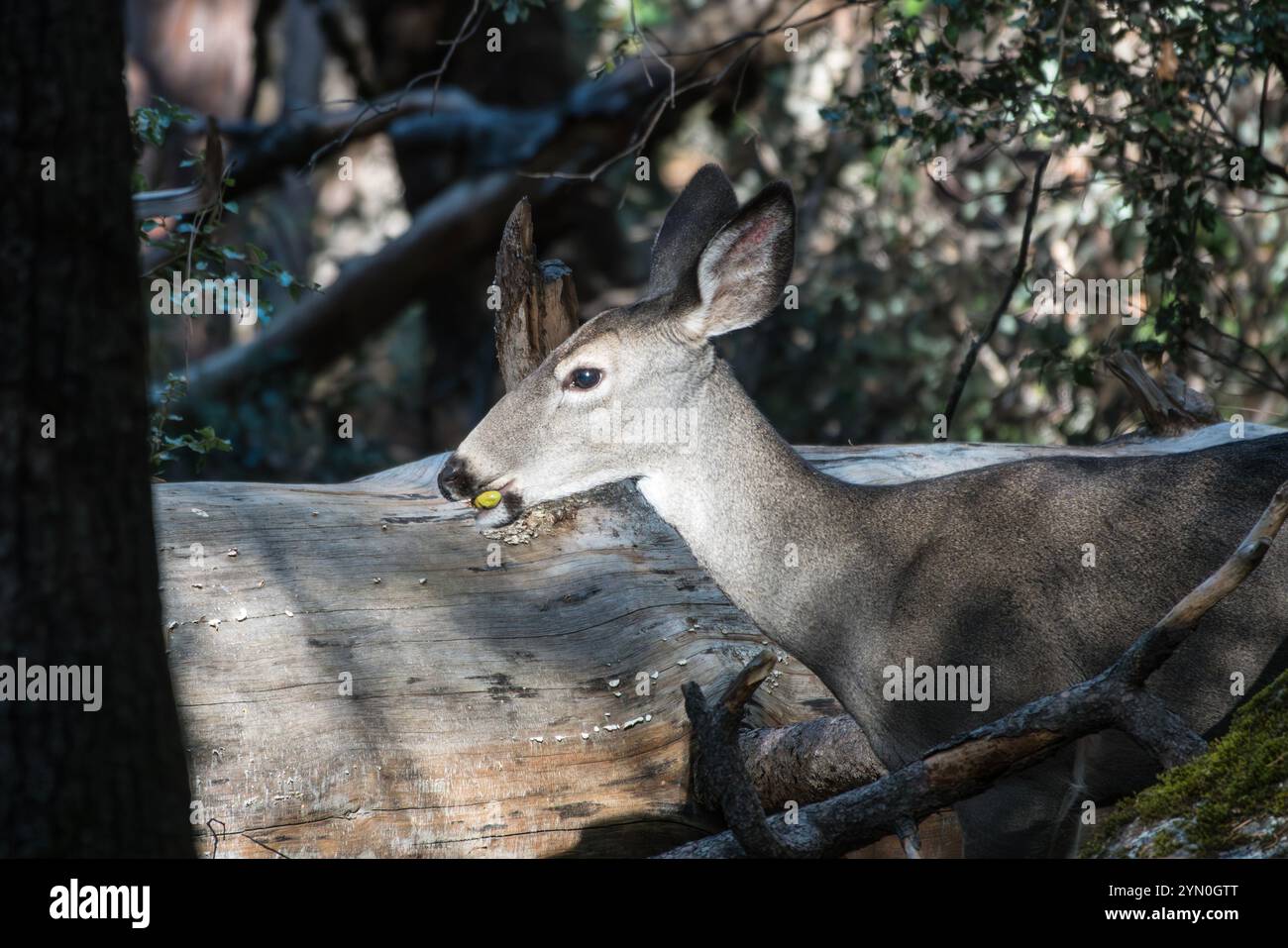 Yosemite Valley deer eating crunchy acorns near the Yosemite Valley Loop Trail. Stock Photo